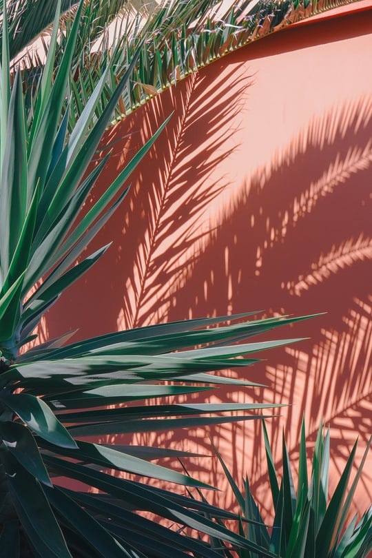 palm leaf shadows aesthetic background