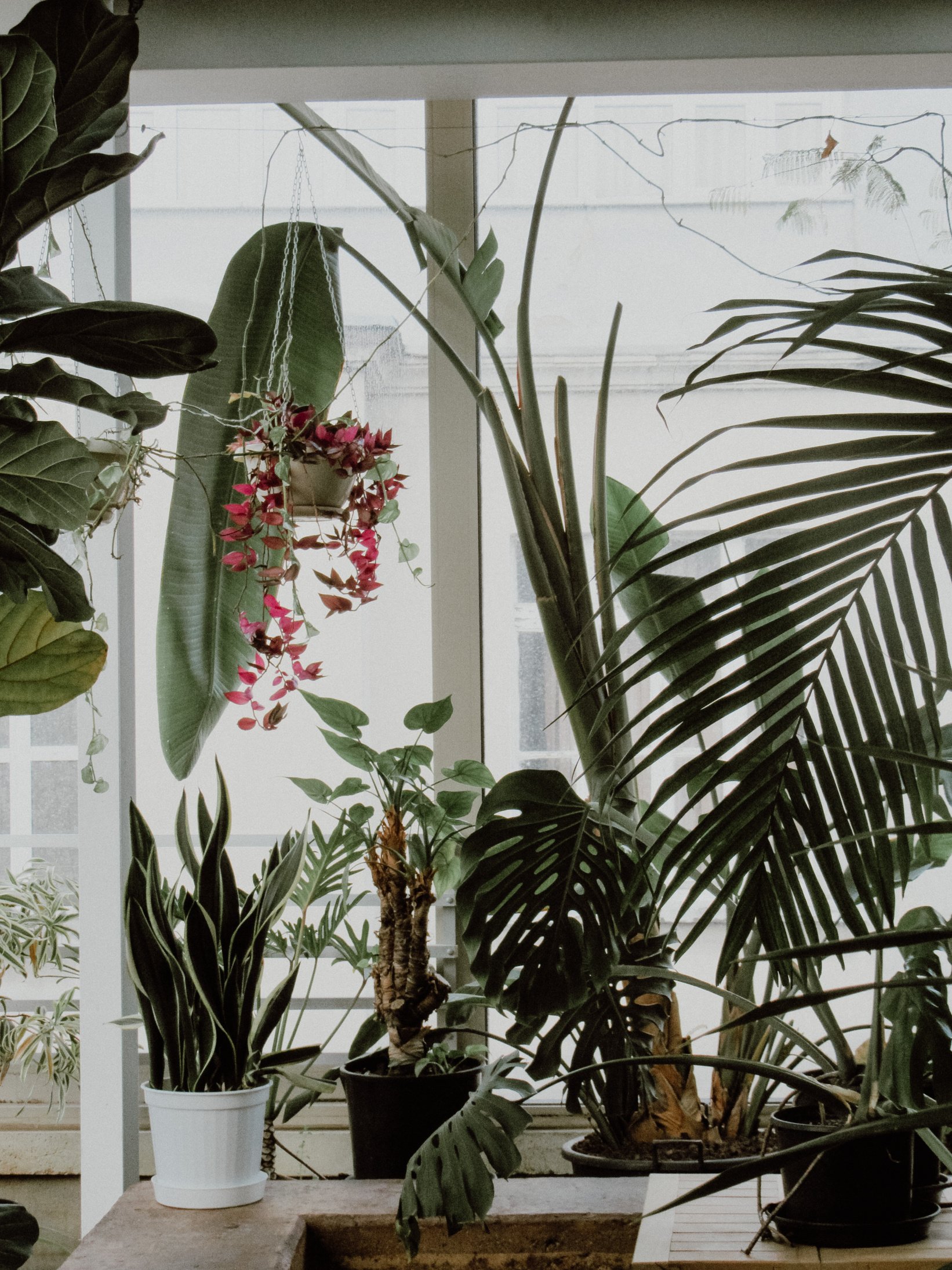 Green and Pink Plant Near White Wall