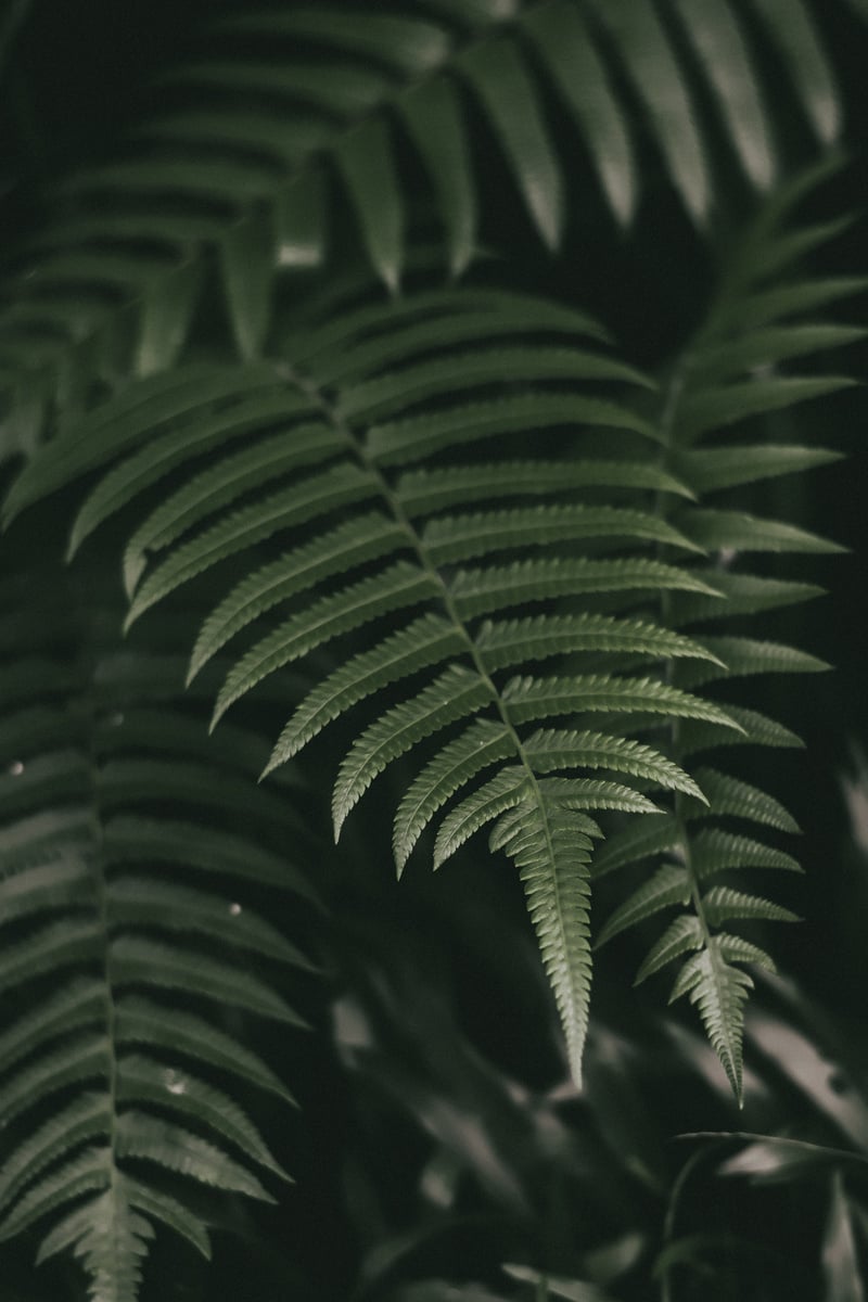 A Close-up Shot of Green Leaves