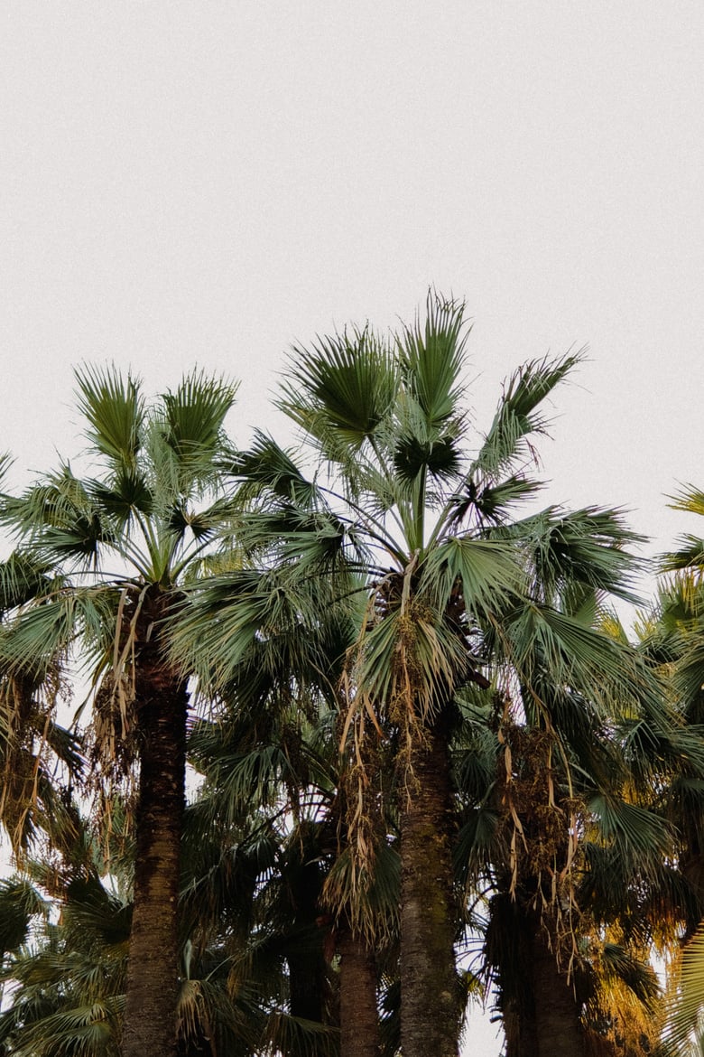 Green Palm Tree Under Blue Sky