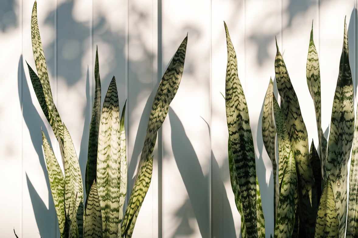 Sansevieria Plants Growing Near a Wall 