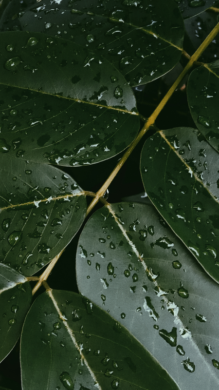 Water Droplets on Green Leaves