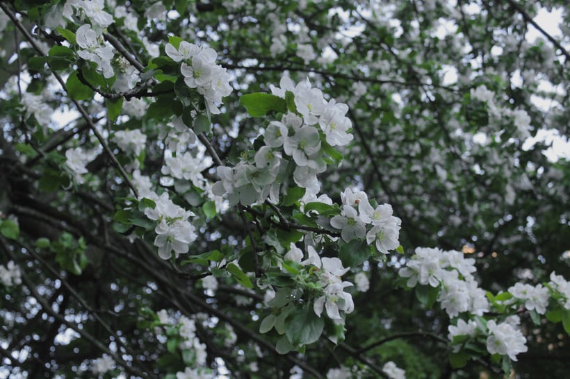 White Flowers with Green Leaves